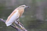 Crabier chevelu