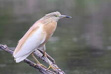 Crabier chevelu
