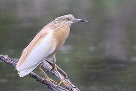 Crabier chevelu