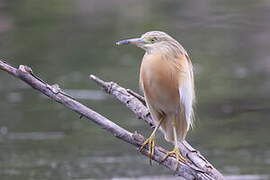 Crabier chevelu