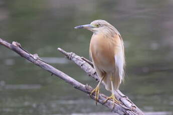 Crabier chevelu