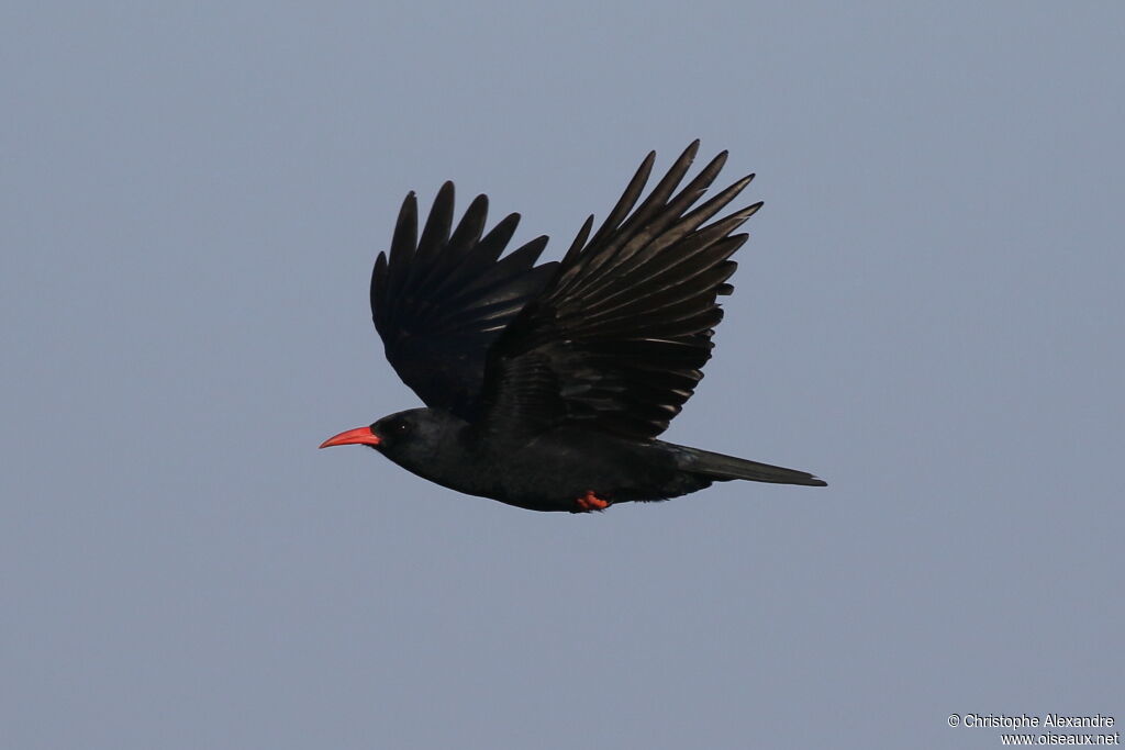 Red-billed Chough