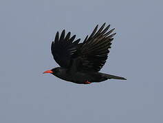 Red-billed Chough