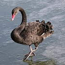 Cygne noir