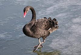 Black Swan