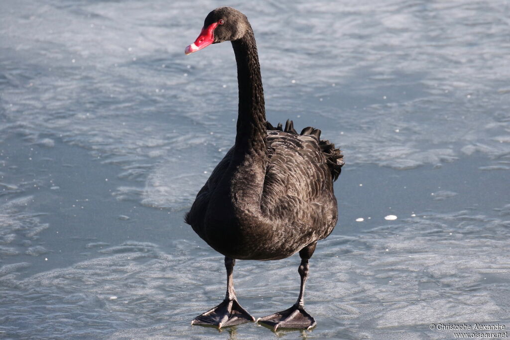 Cygne noiradulte