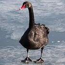 Cygne noir