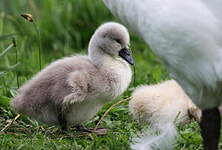 Cygne tuberculé