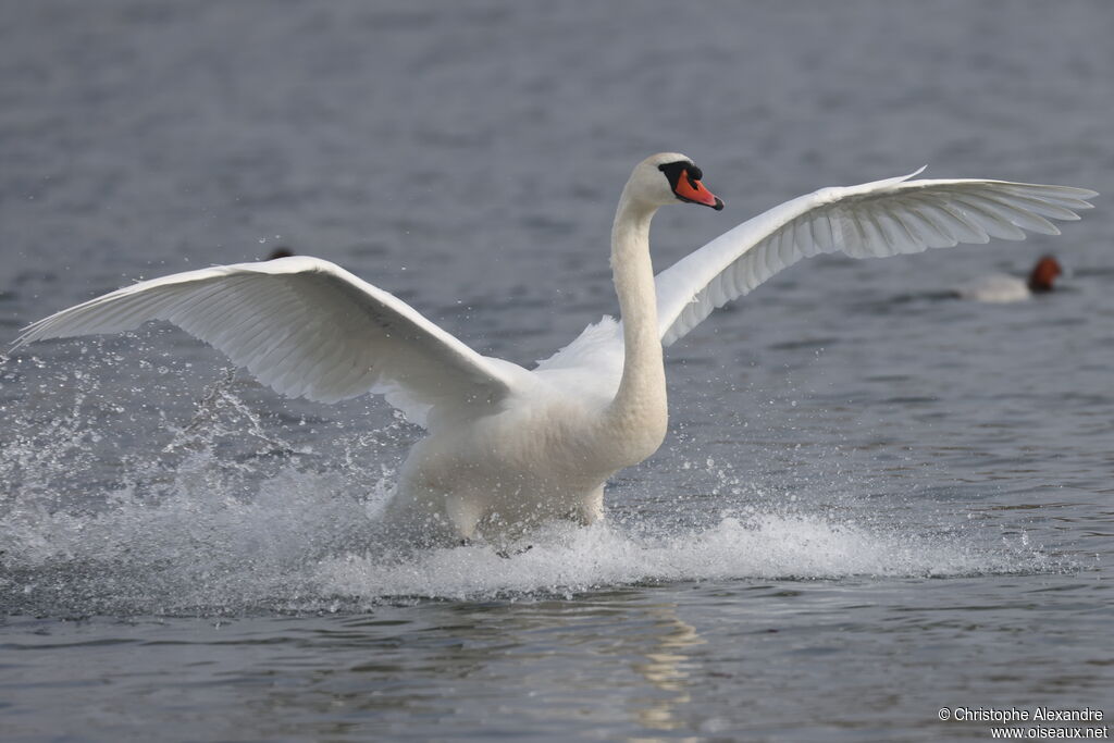 Cygne tuberculéadulte