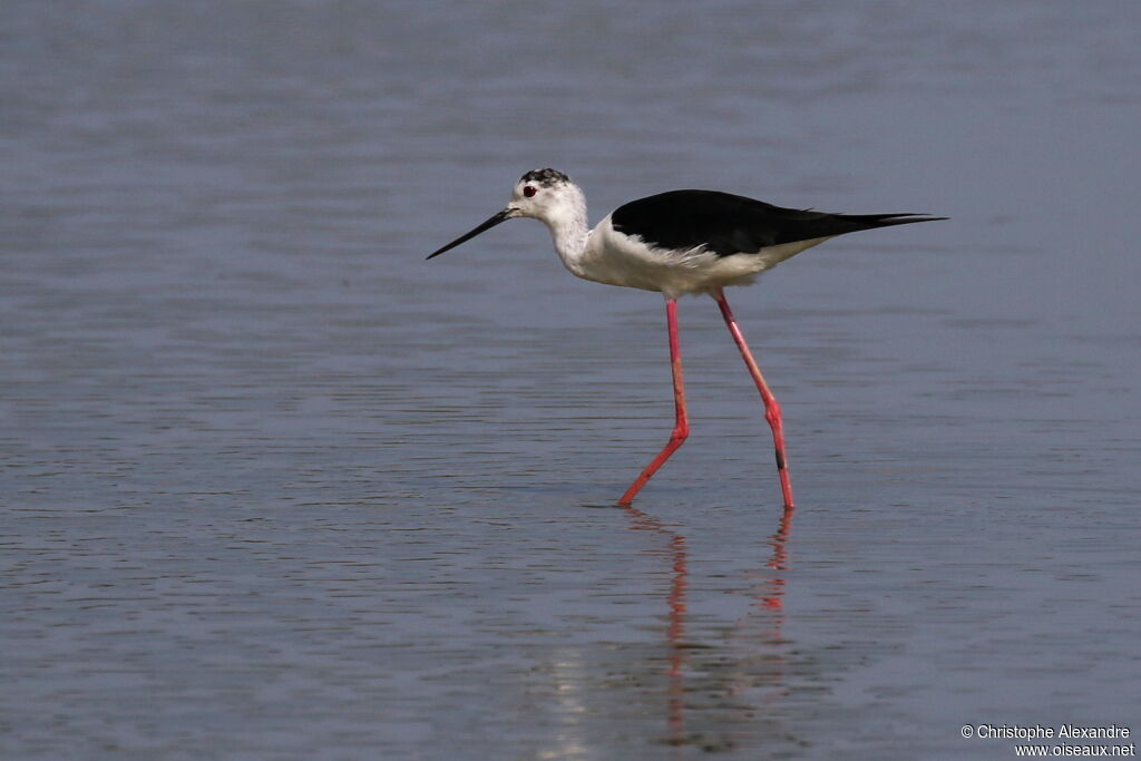 Black-winged Stilt male adult