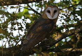 Western Barn Owl