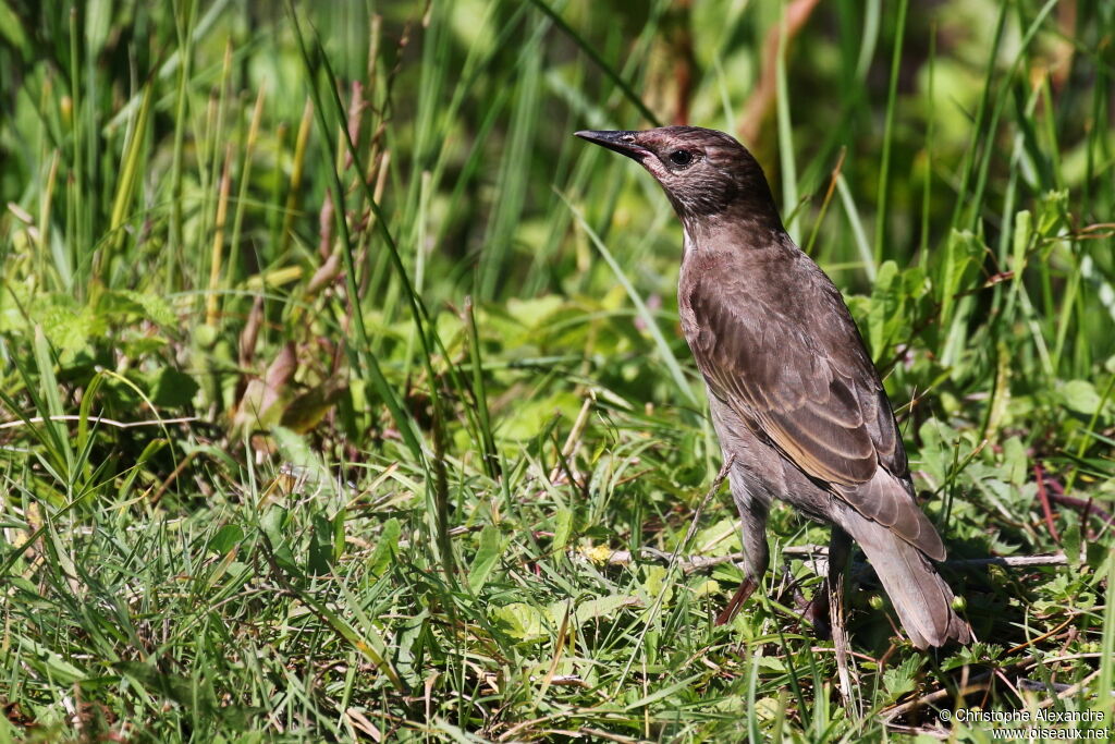 Common Starlingjuvenile