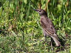 Common Starling