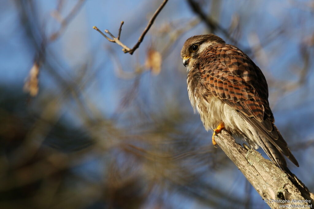 Common Kestrel female adult