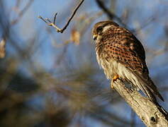 Common Kestrel