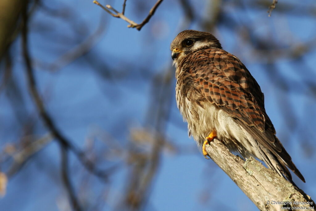 Common Kestrel female adult