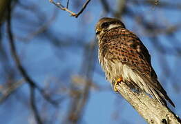 Common Kestrel