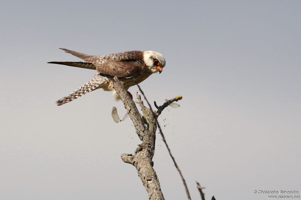 Red-footed Falconjuvenile