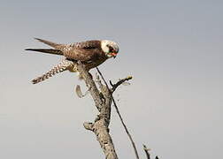 Red-footed Falcon