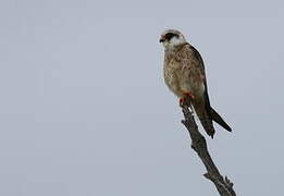 Red-footed Falcon