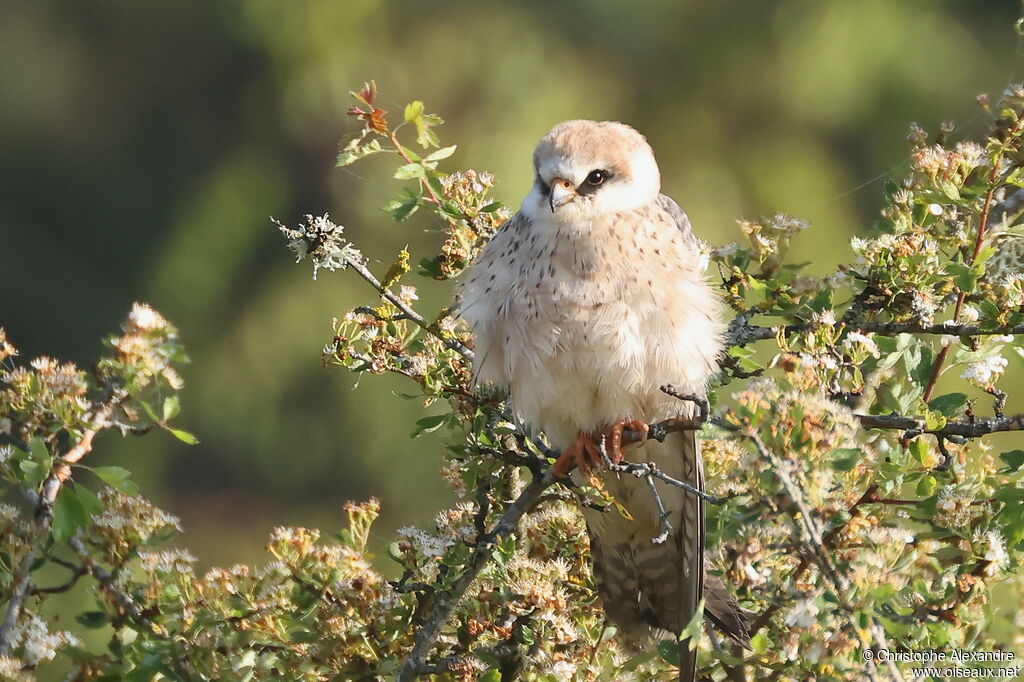 Red-footed Falcon