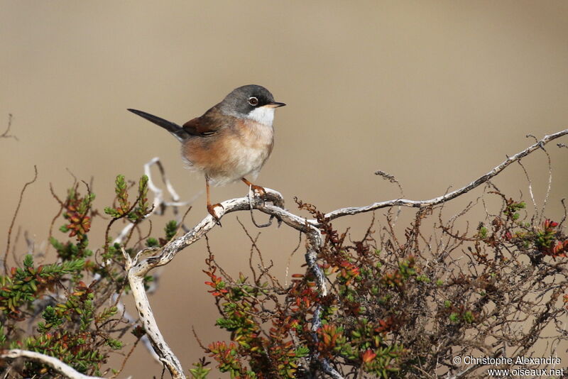 Spectacled Warbler male adult