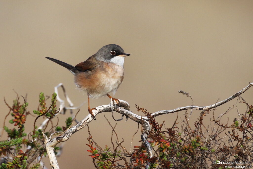 Spectacled Warbler male adult