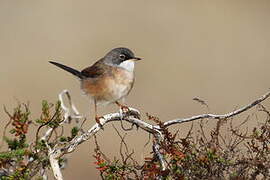 Spectacled Warbler