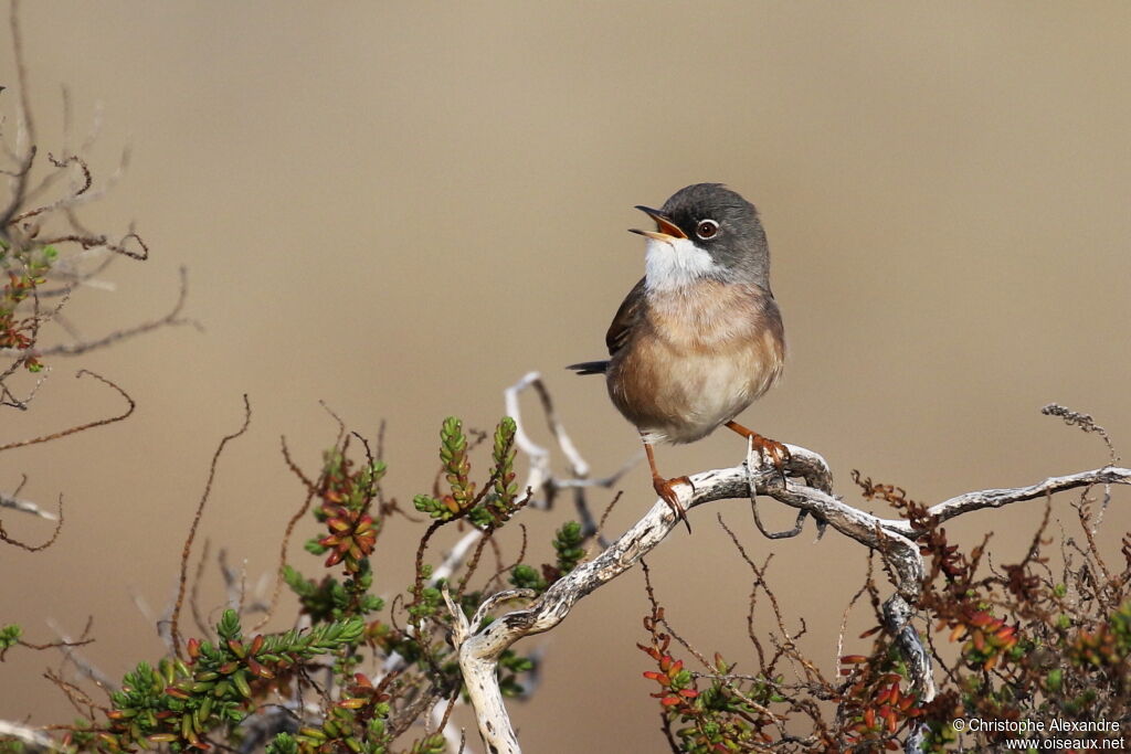 Spectacled Warbler male adult