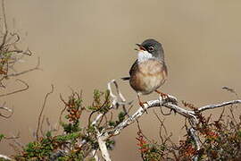 Spectacled Warbler