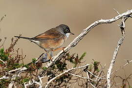 Spectacled Warbler