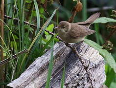 Garden Warbler