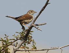 Common Whitethroat