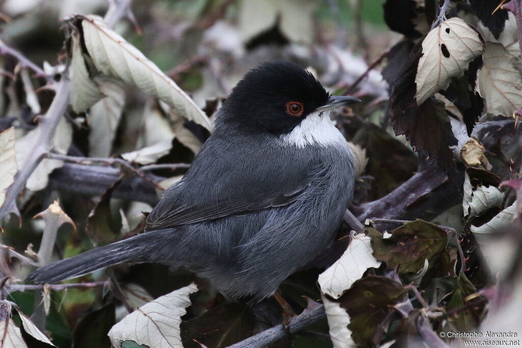 Sardinian Warbler male adult