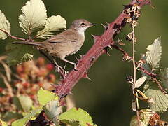 Sardinian Warbler