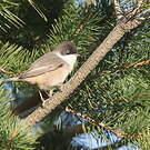 Fauvette orphée