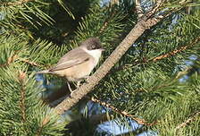 Fauvette orphée