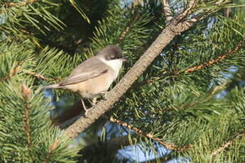 Fauvette orphée