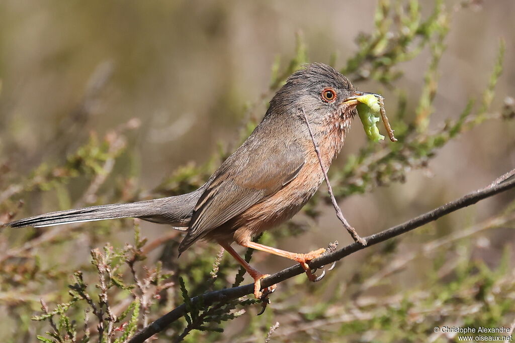 Dartford Warbler