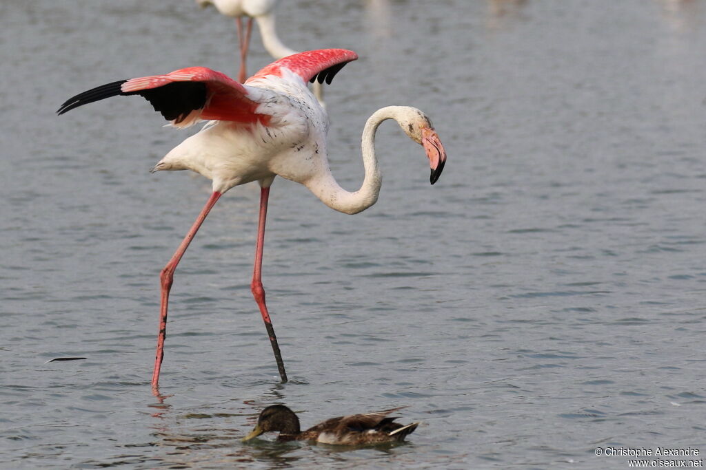 Flamant roseadulte