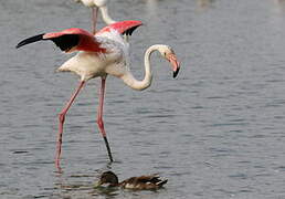 Greater Flamingo