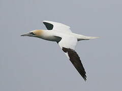 Northern Gannet