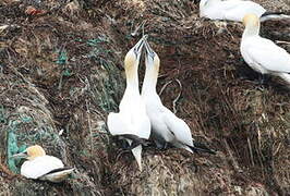 Northern Gannet