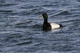 Lesser Scaup