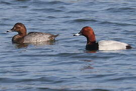 Common Pochard