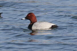 Common Pochard