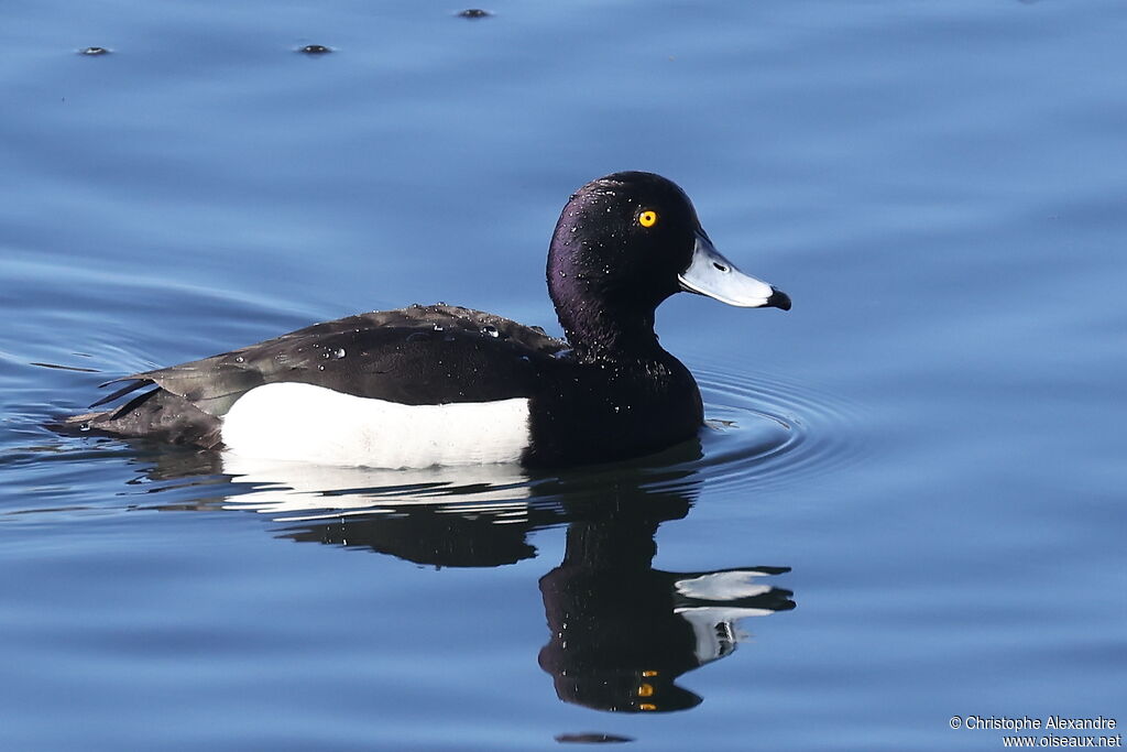 Fuligule morillon mâle adulte