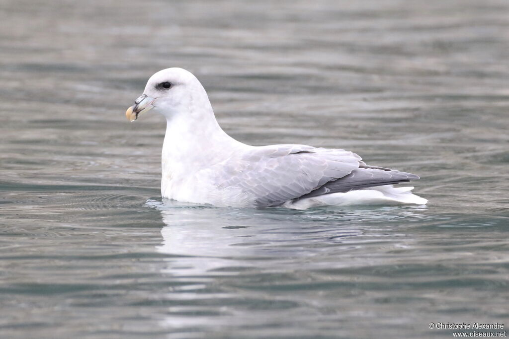 Northern Fulmaradult