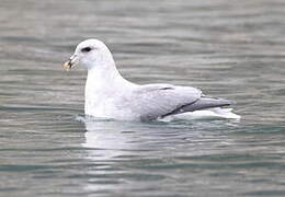 Fulmar boréal