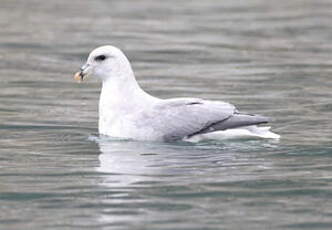 Fulmar boréal